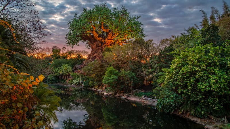Tree of Life