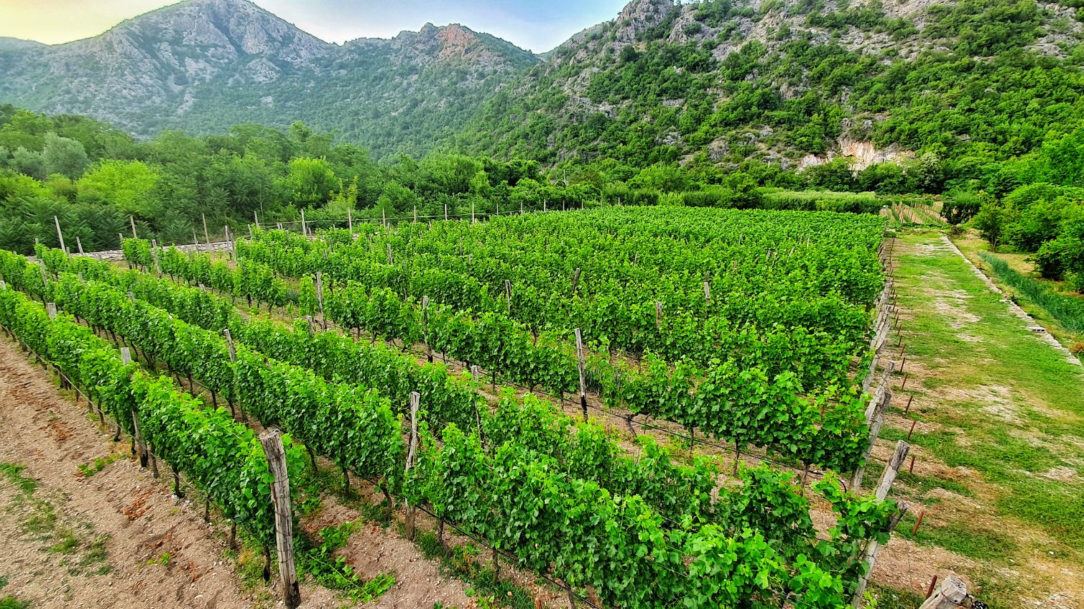 Winery Mola