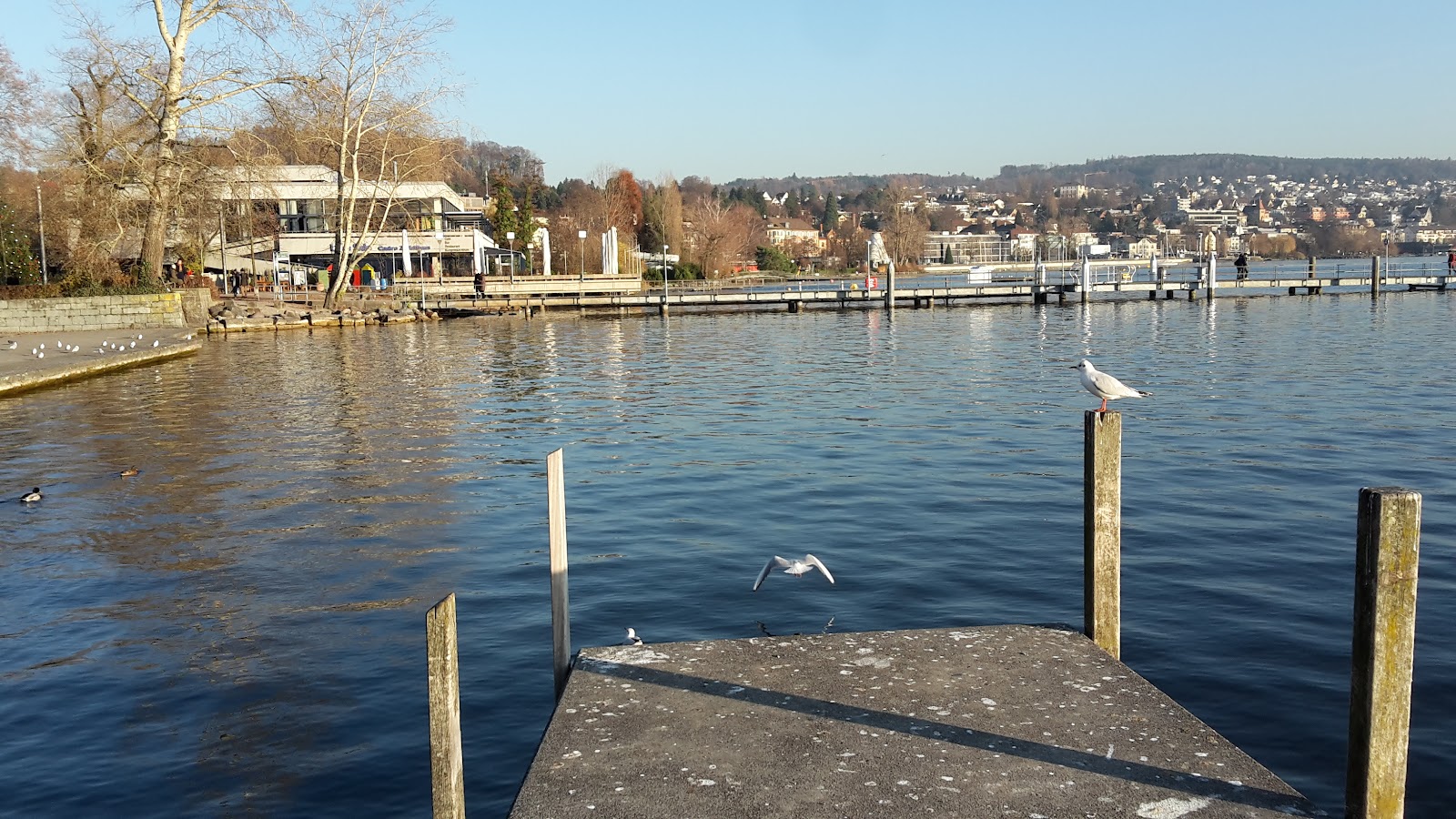Zürichhorn