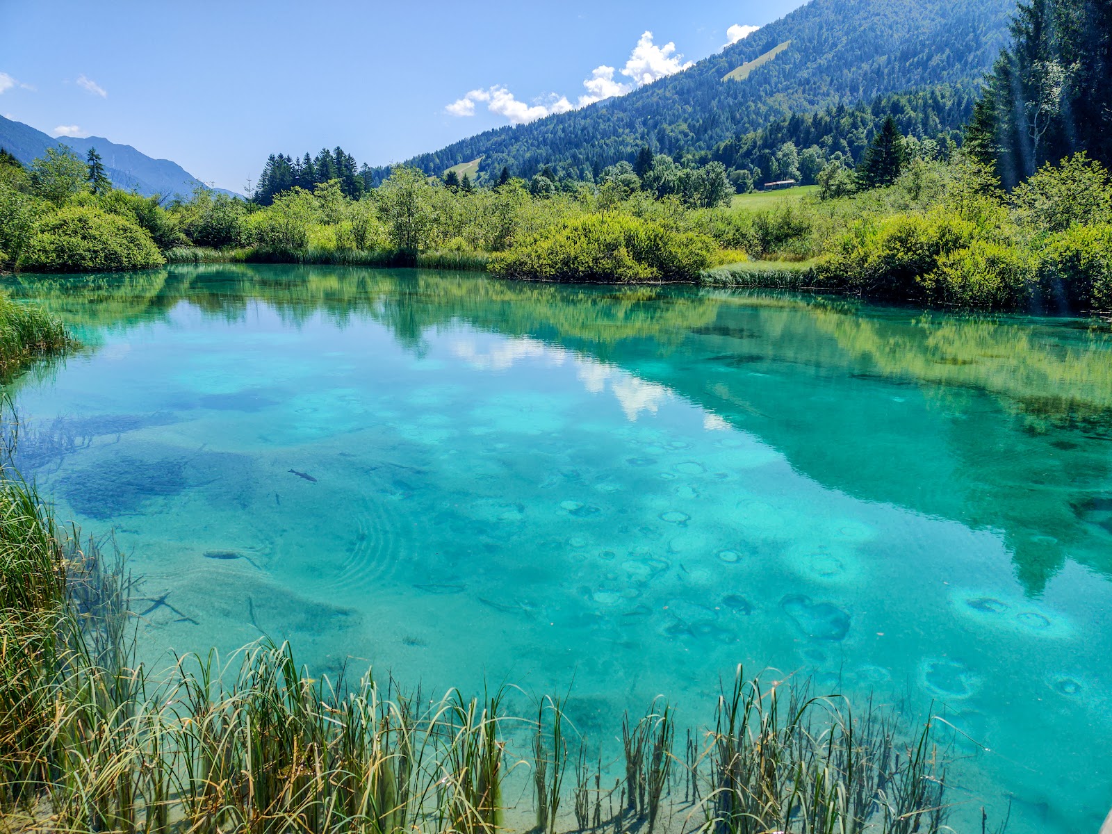 Zelenci Nature Reserve